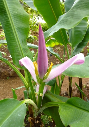 Kenia - Banane / 8 Samen
