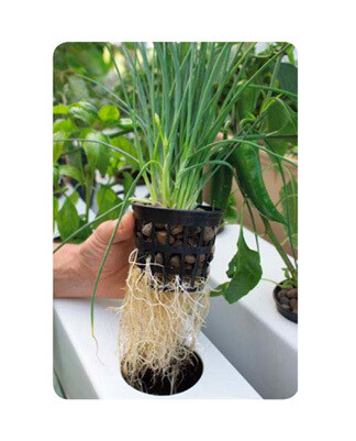 Terra Aquatica GrowStream 20