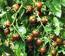  Cherrytomate Black Cherry